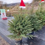 Smrek pichľavý (Picea pungens) – výška 160-170 cm, kont. C20L